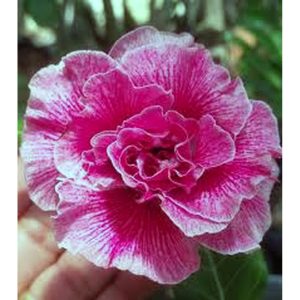 Rosa do Deserto Baby - Rosa do Deserto Rain Butterfly - RDF Baby - RDF Fortaleza