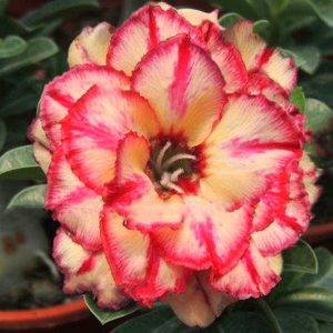 Podadinha - Rosa do Deserto Wingged Victory (Laranja)
