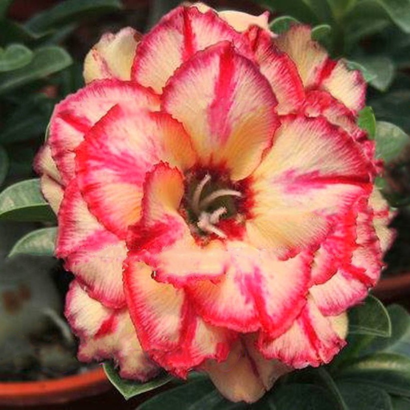 Podadinha - Rosa do Deserto Wingged Victory (Laranja)