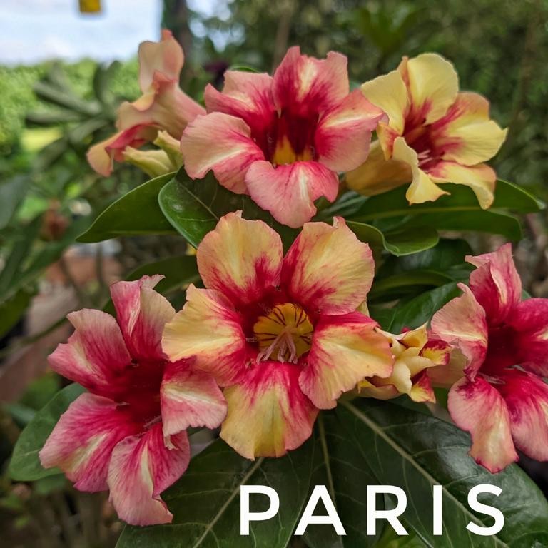 Podadinha - Rosa do Deserto Paris (Laranja)
