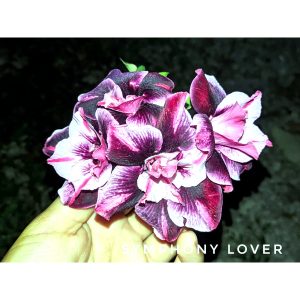 Rosa do Deserto Baby - Rosa do Deserto Symphony Lover - RDF Baby - RDF Fortaleza
