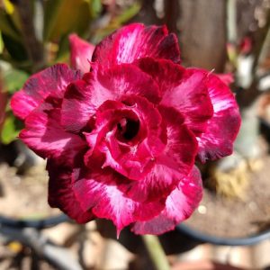 Baby - Rosa do Deserto Passionate - RC18