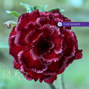 Rosa do Deserto Baby - Rosa do Deserto Paradise - RDF Baby - RDF Fortaleza