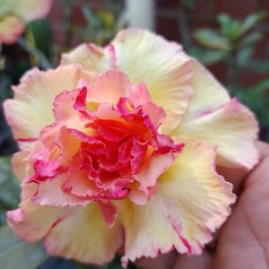 Baby - Rosa do deserto Graciele