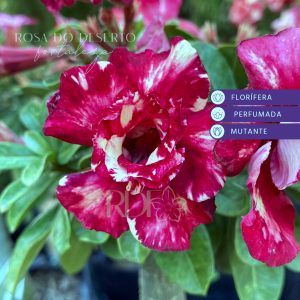 Baby - Rosa do Deserto Egg Mutation
