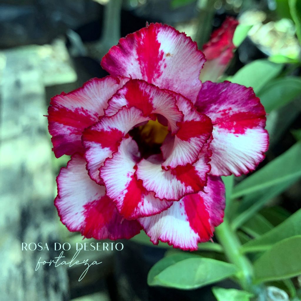 Rosa do Deserto Baby - Rosa do Deserto Cristal - RDF Baby - RDF Fortaleza