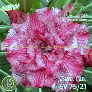 Baby - Rosa do Deserto Billie Cole (EV75)