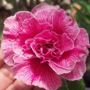 Podadinha - Rosa do Deserto Rain Butterfly (Pink)