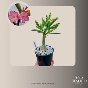 Rosa do Deserto Baby - Rosa do Deserto Somalense Variegata - RDF Baby - RDF Fortaleza