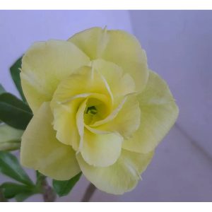 Rosa do Deserto Baby - Rosa Do Deserto LM528 - RDF Baby - RDF Fortaleza