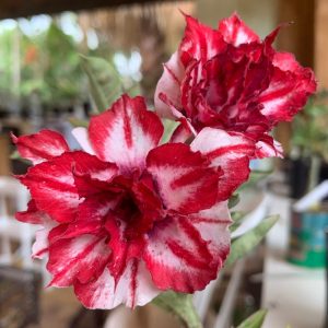 Baby - Rosa do Deserto Encounter