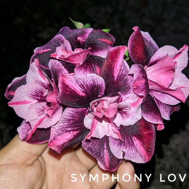 Podadinha - Rosa do Deserto Symphony Lover (Mesclada)