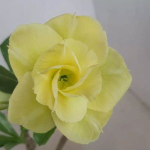 Podadinha - Rosa do Deserto LM528 (Amarela)