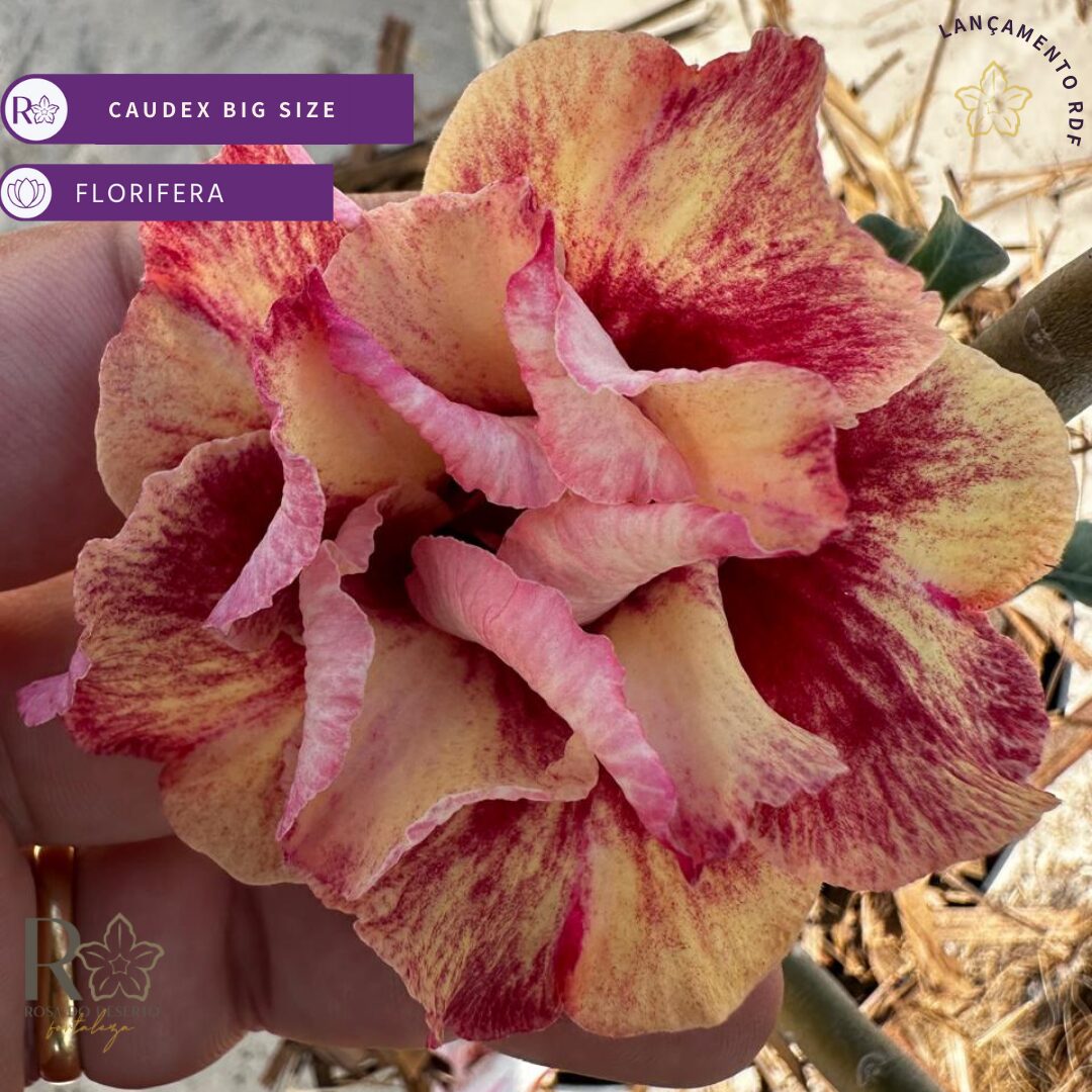 Rosa Do Deserto Golden Faith II