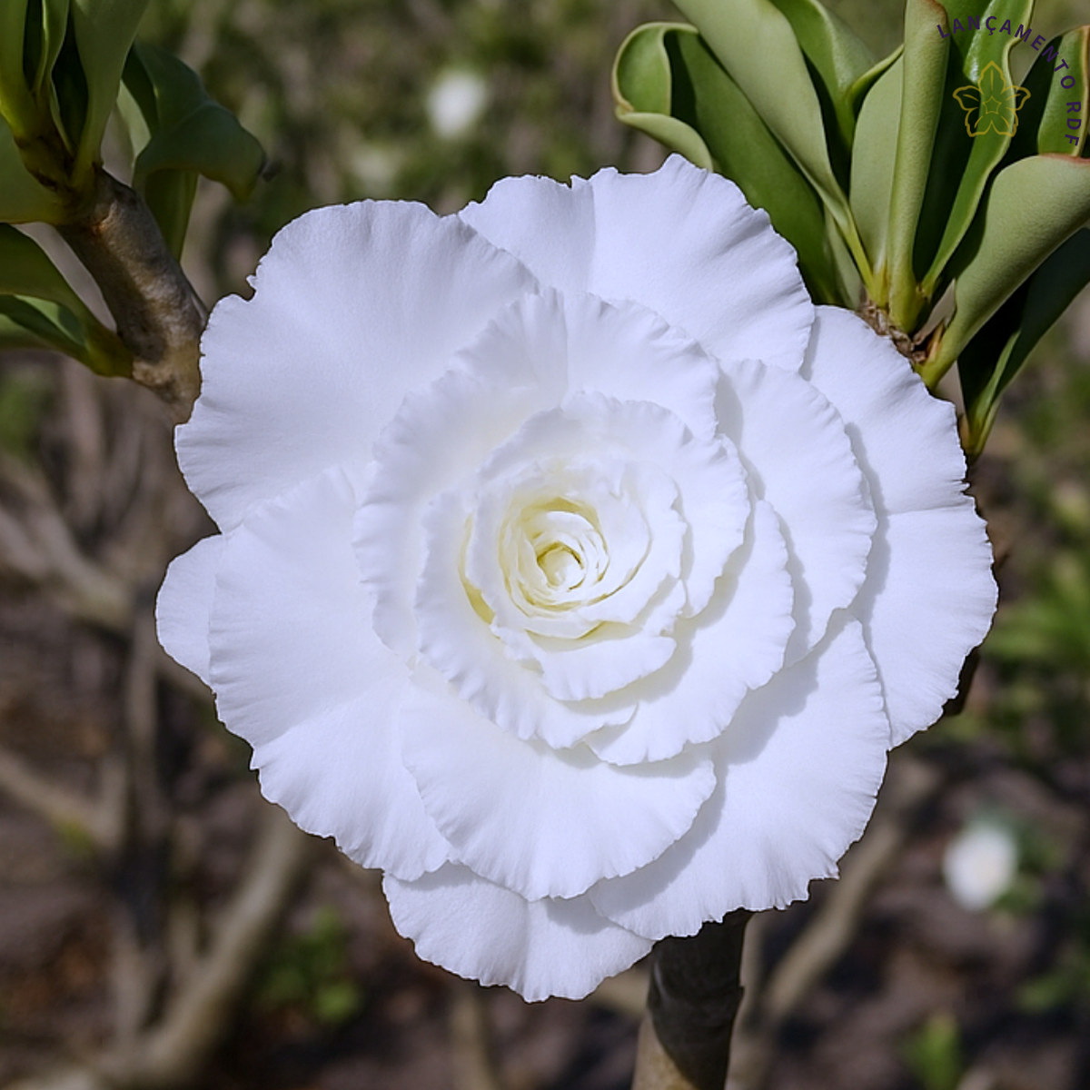 Rosa do Deserto Rosa do Deserto Big White - Linha Padrão - RDF Fortaleza