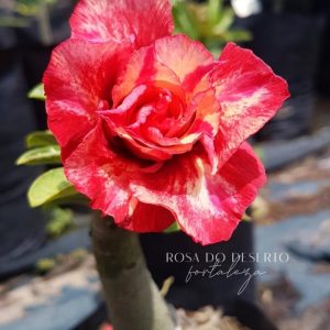 Rosa do Deserto Julius Cesar - RC76