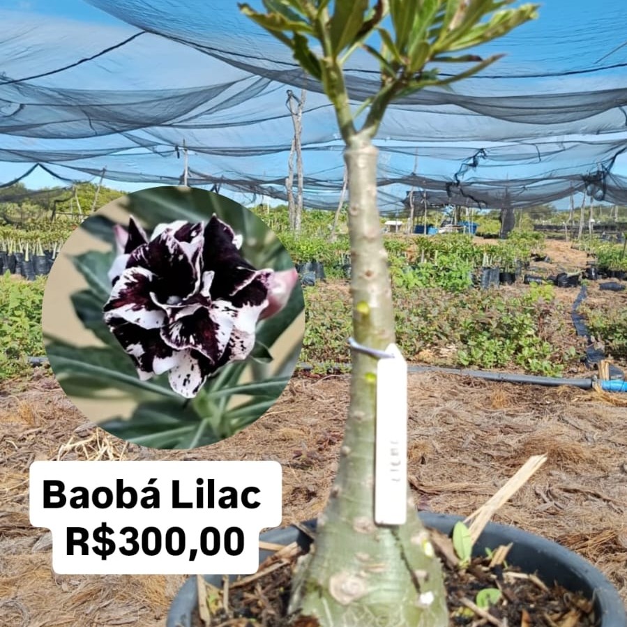 1306 Baobá Lilac