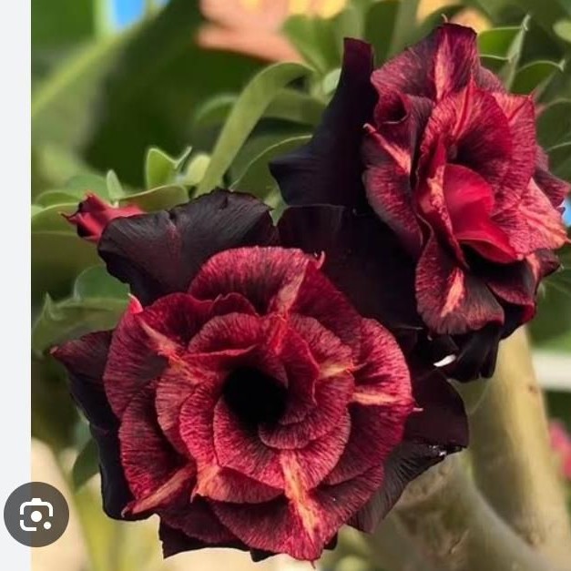 (Big Caudex) Podadinha - Rosa Do Deserto Vampira