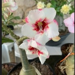 (Big Caudex) Podadinha - Rosa Do Deserto Lucky White