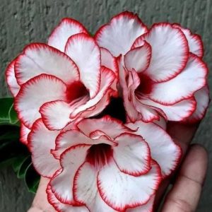(Big Caudex) Podadinha - Rosa Do Deserto Francesinha