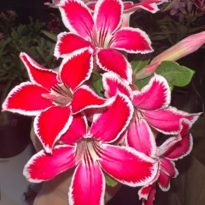 (Big Caudex) Podadinha - Rosa Do Deserto Estrelinha
