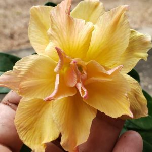 (Big Caudex) Podadinha - Rosa Do Deserto Dunhuang