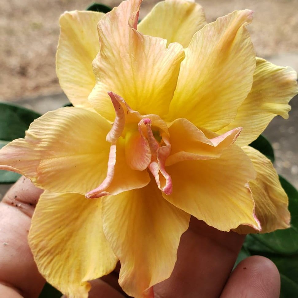 (Big Caudex) Podadinha - Rosa Do Deserto Dunhuang
