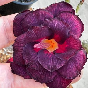 (Big Caudex) Podadinha - Rosa do Deserto Dama da Noite