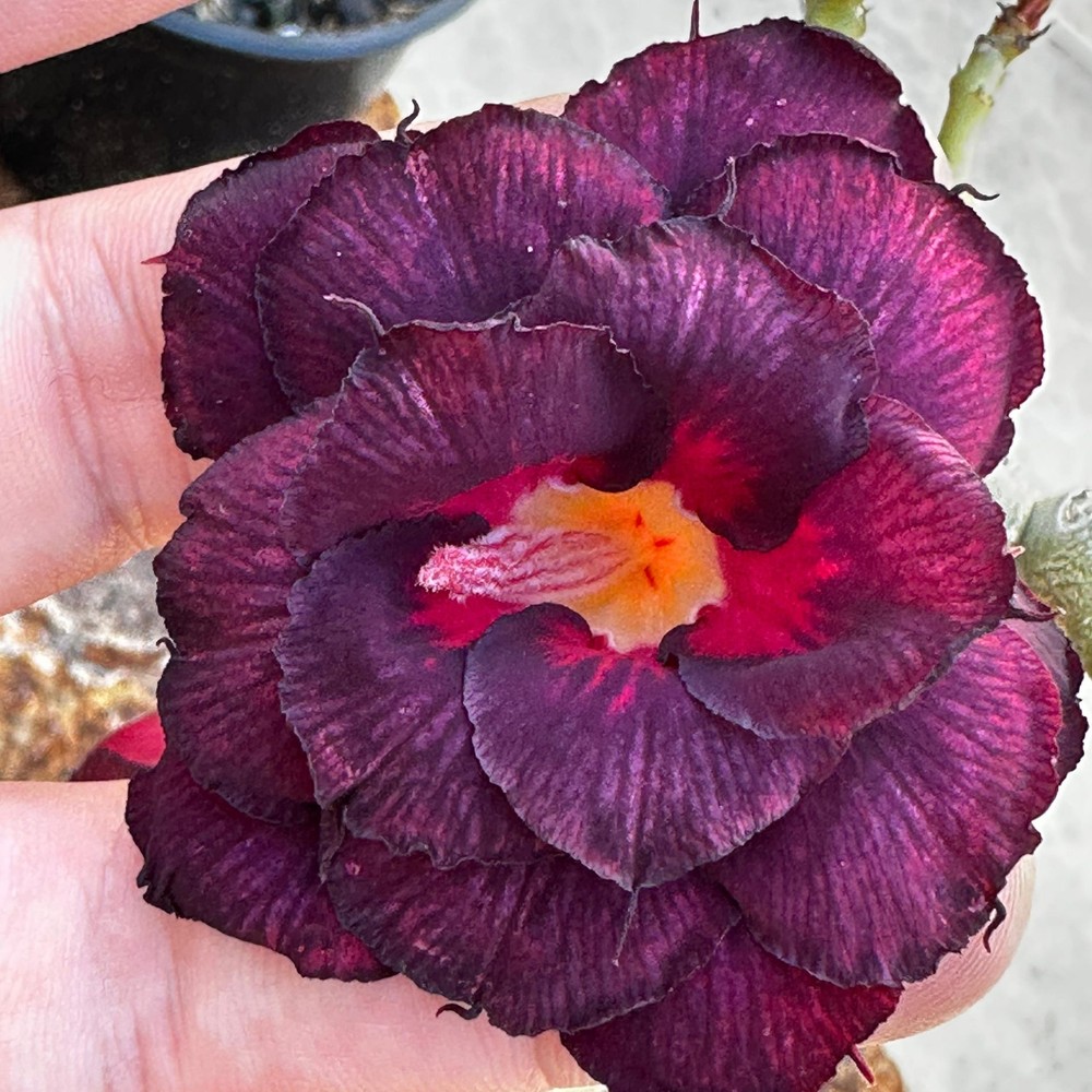 (Big Caudex) Podadinha - Rosa do Deserto Dama da Noite