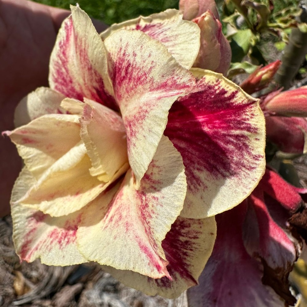(Big Caudex) Podadinha - Rosa Do Deserto Chocolate II