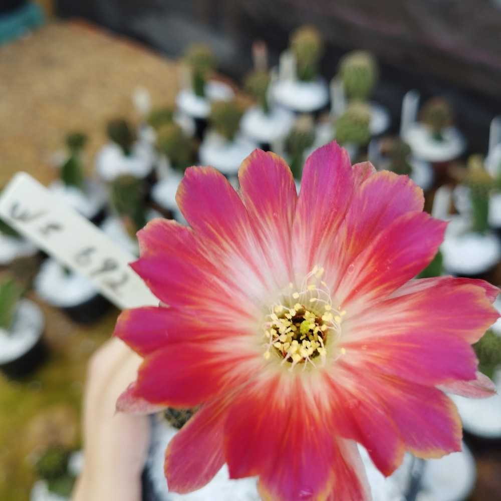 フラワー Lobivia Hibridas (WS 692) | Comprar Rosa do Deserto - Rosa do