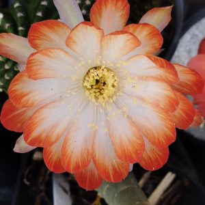 Lobivia Hibridas (WS 238)