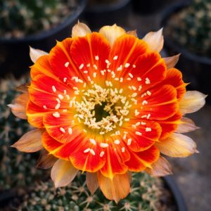 Lobivia Hibridas (WS 261)
