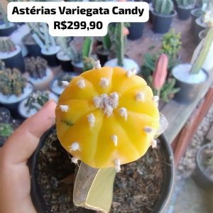 Cacto Astéria Variegata Candy