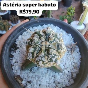 Cacto Astéria Super Kabuto