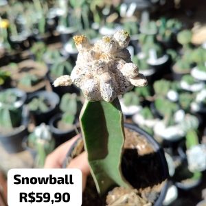 Cacto Snowball
