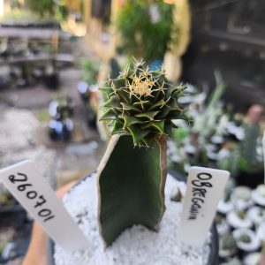 2607 01 Cacto Obregonia Denegrii