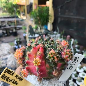 2607 03 Cacto Gymnocalicium Dack Moon