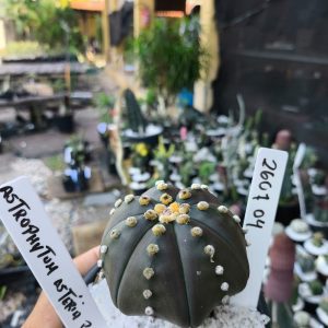 2607 04 Cacto Astrophytum Purple
