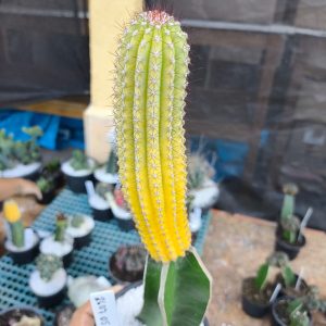 2607 05 Cacto Cipocereus Bradei Variegata