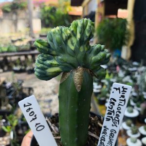 2607 10 Cacto Myrtillocactus geometrizans f. cristatus variegatus