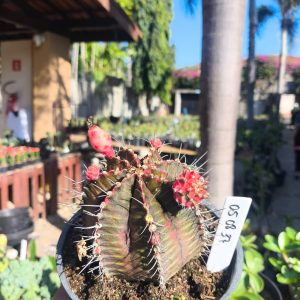 0508 37 Cacto Gymnocalycium