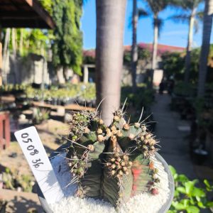 0508 36 Cacto Gymnocalycium Multicolor