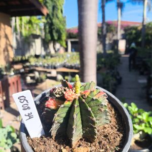 0508 34 Cacto Gymnocalycium Multicolor