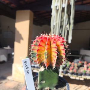 0508 30 Cacto Gymnocalycium Multicolor