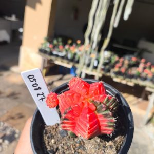0508 27 Cacto Gymnocalycium Multicolor