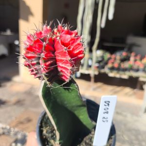 0508 25 Cacto Gymnocalycium Multicolor