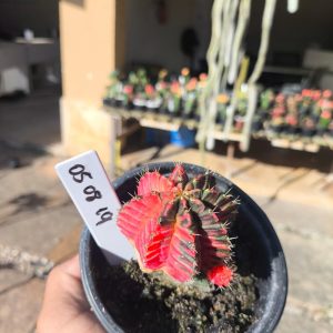 0508 19 Cacto Gymnocalycium Multicolor