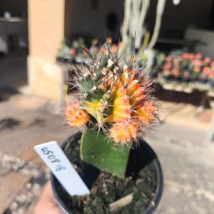 0508 18 Cacto Gymnocalycium Multicolor