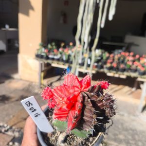 0508 16 Cacto Gymnocalycium Multicolor